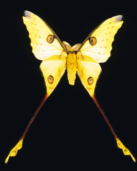 文件:明蛾.jpg